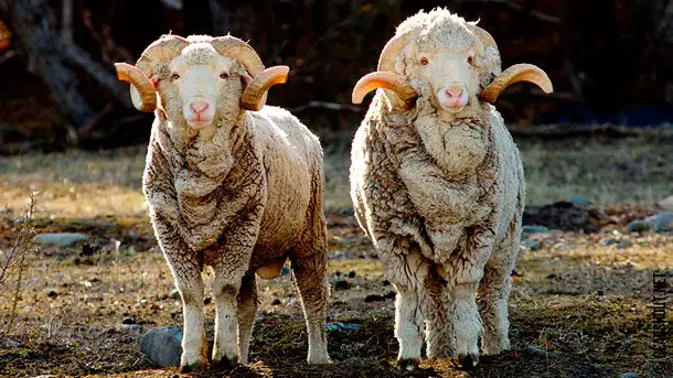 merinos-wool