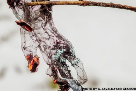 Hatch-Friskmaster-Level-5-photo-10-436x291