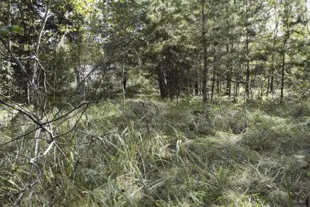 Ataka-Gadyuka-photo-17-436x291