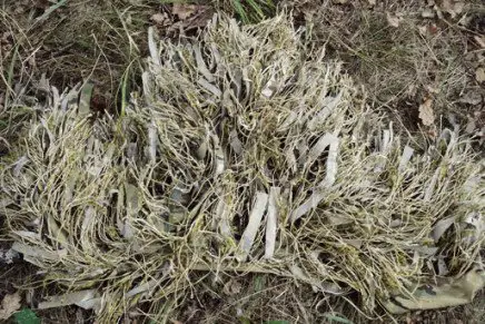 Ataka-Gadyuka-photo-9-436x291