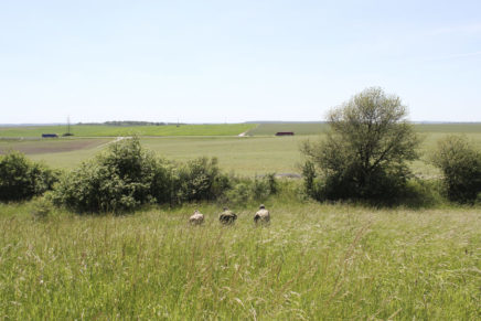 Сравнительный тест камуфляжей MultiCam (MultiCam, MultiCam Arid, MultiCam Tropic) camo-test-multicam-2015-field-photo-10-436x291