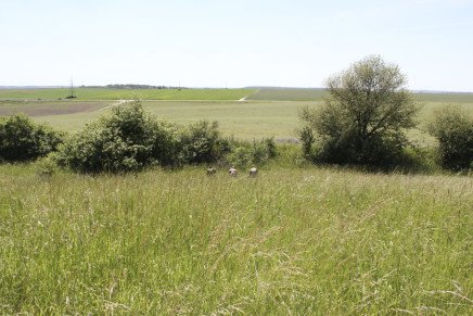 Сравнительный тест камуфляжей MultiCam (MultiCam, MultiCam Arid, MultiCam Tropic) camo-test-multicam-2015-field-photo-2-436x291