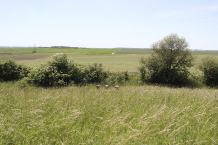 Сравнительный тест камуфляжей MultiCam (MultiCam, MultiCam Arid, MultiCam Tropic) camo-test-multicam-2015-field-photo-4-436x291