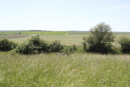 Сравнительный тест камуфляжей MultiCam (MultiCam, MultiCam Arid, MultiCam Tropic) camo-test-multicam-2015-field-photo-6-436x291