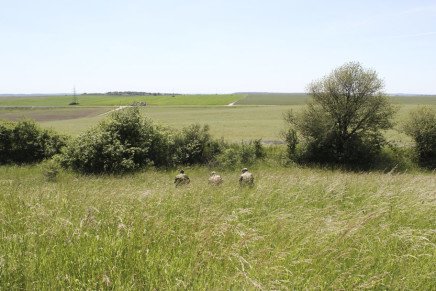 Сравнительный тест камуфляжей MultiCam (MultiCam, MultiCam Arid, MultiCam Tropic) camo-test-multicam-2015-field-photo-8-436x291