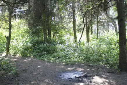 Сравнительный тест камуфляжей MultiCam (MultiCam, MultiCam Arid, MultiCam Tropic) camo-test-multicam-2015-forest-photo-2-436x291