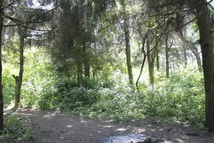 Сравнительный тест камуфляжей MultiCam (MultiCam, MultiCam Arid, MultiCam Tropic) camo-test-multicam-2015-forest-photo-4-436x291