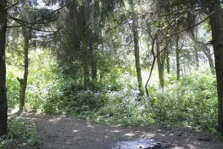 Сравнительный тест камуфляжей MultiCam (MultiCam, MultiCam Arid, MultiCam Tropic) camo-test-multicam-2015-forest-photo-6-436x291