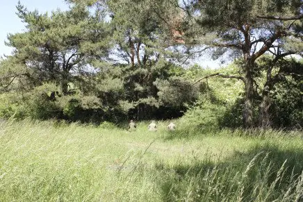 Сравнительный тест камуфляжей MultiCam (MultiCam, MultiCam Arid, MultiCam Tropic) camo-test-multicam-2015-near-forest-photo-2-436x291