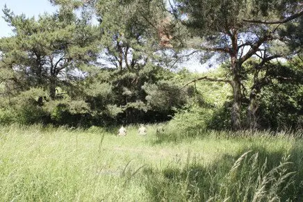 Сравнительный тест камуфляжей MultiCam (MultiCam, MultiCam Arid, MultiCam Tropic) camo-test-multicam-2015-near-forest-photo-6-436x291