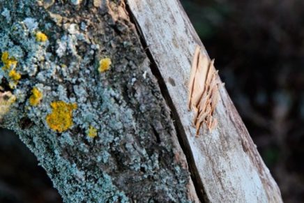 Multi-Tool-MT-AXE-2015-photo-19-436x291