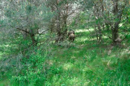 Знакомство с военно-полевой униформой P1G-Tac FCS (Frogman Combat Suit) P1G-Tac-FCS-Frogman-Combat-Suit-Reviev-2016-photo-26-436x291