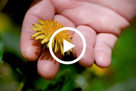 5-Edible-Wild-Plants-2017-photo-1