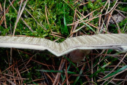 Первые впечатления от военно-тактического ремня Condor US1015 Rigger Belt Condor-US1015-Rigger-Belt-Review-2017-photo-14-436x291