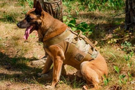 UTactic выпустил тактическую шлею для служебных собак - UTactic Dog Harness UTactic-Dog-Harness-2017-photo-6-436x291