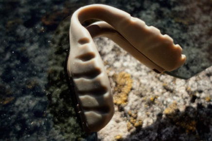 Знакомство с военно-тактическим очками серии Smith Optics Elite PivLock V2 Smith-Optics-Elite-Pivlock-V2-Sunglasses-Review-2018-photo-15-436x291