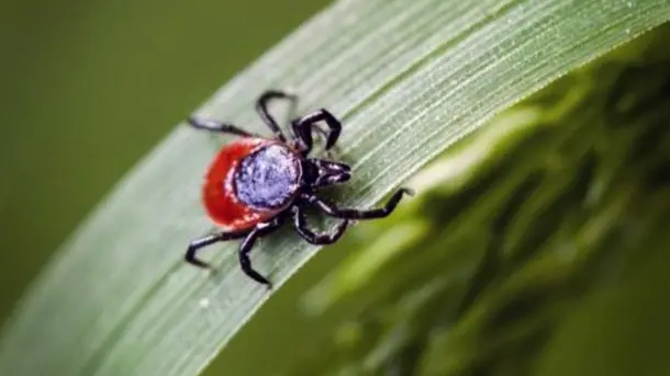 Popular-Tick-Myths-2020-photo-1