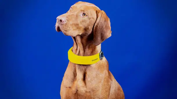 Smart dog collar discount