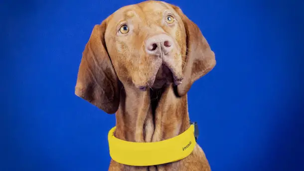 Invoxia представил инновационный смарт-ошейник для собак Smart Dog Collar Invoxia-Smart-Dog-Collar-2022-photo-4
